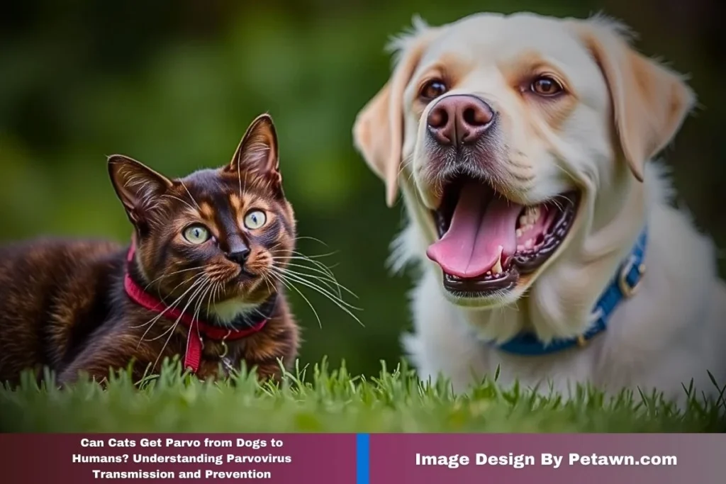Can Cats Get Parvo? The Ultimate Guide to Protecting Your Feline Friend