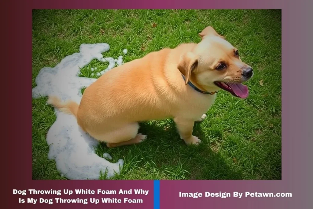 Dog Throwing Up White Foam And Why Is My Dog Throwing Up White Foam