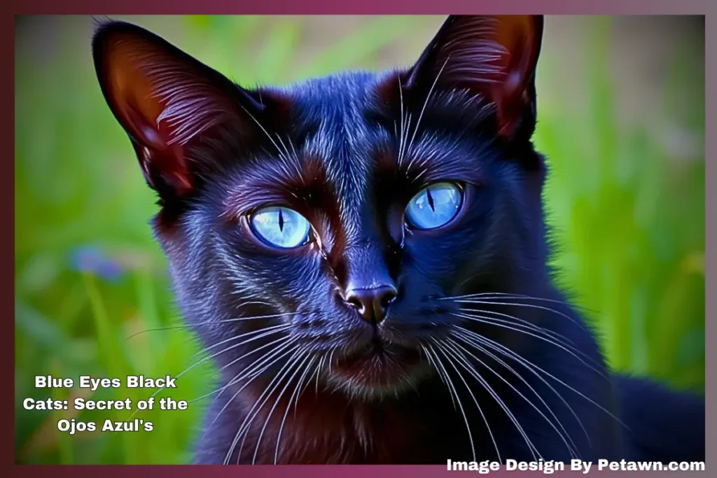 Blue Eyes Black Cats: Secret of the Ojos Azul’s