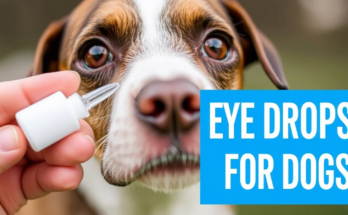 Eye Drops for Dogs 5 Vet Tricks to Fix Itchy Eyes FAST!