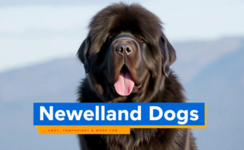 Newfoundland Dogs Gentle Giant Breed Guide (Cost, Temperament & More)