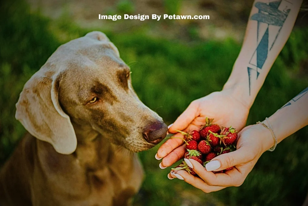 Can Dogs Smell Molly The Fully Guide To MDMA Detection By Sniffer Dogs