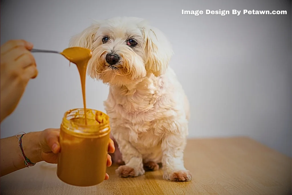 Can a Dog Eat Peanut Butter and Jelly? Safety Tips for Dog Owners