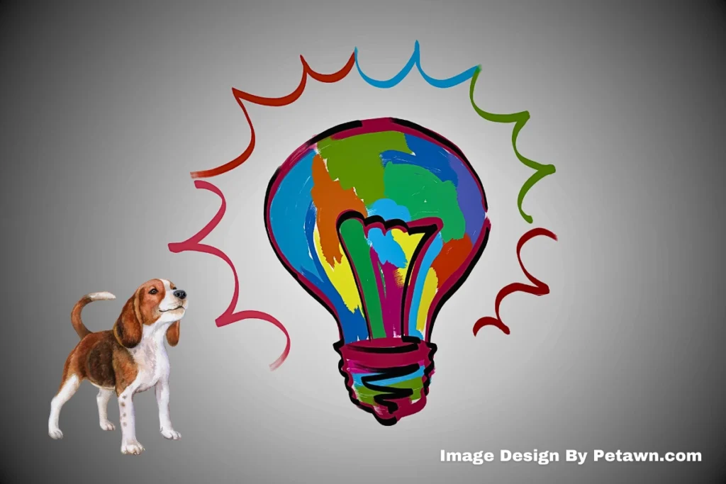 DIY Enrichment Creative and Cost-Effective Ideas