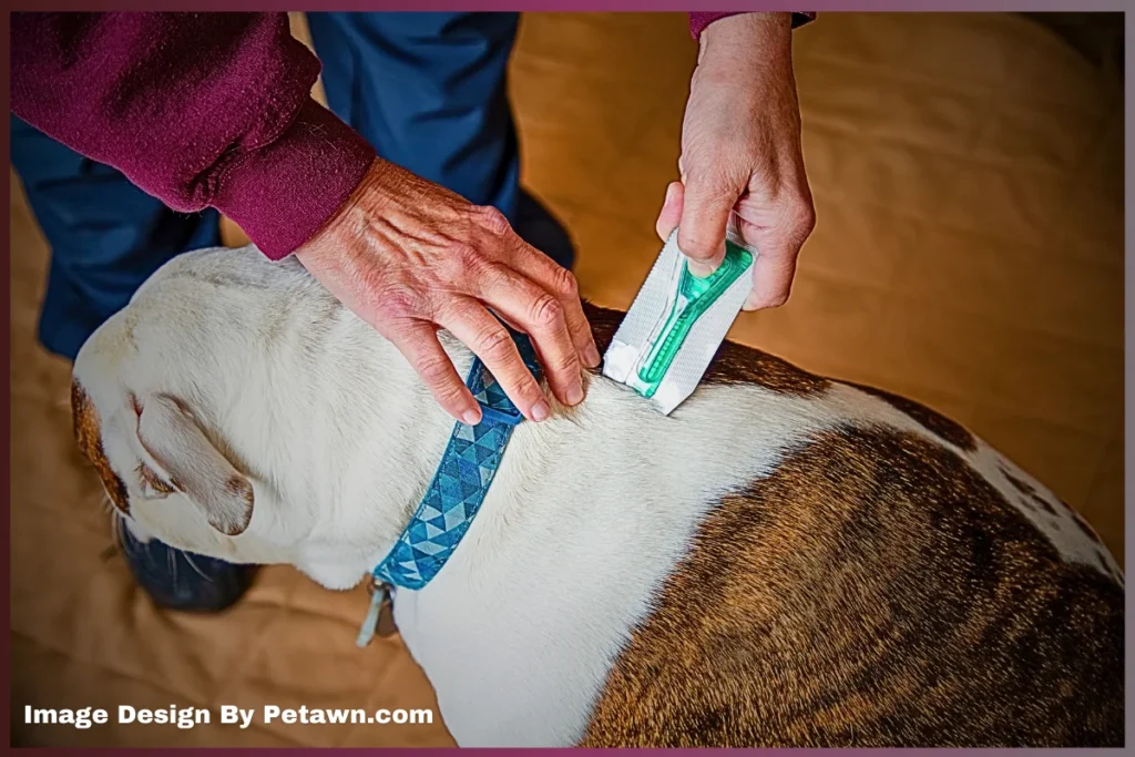 A person measures a dog's neck with a tool while gently holding the dog's fur and wearing a maroon sleeve