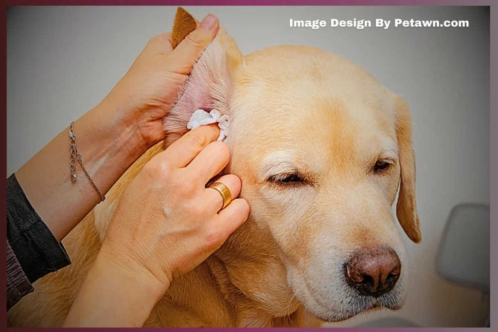 Ear Growth on Dog Lumps: Causes & Treatment