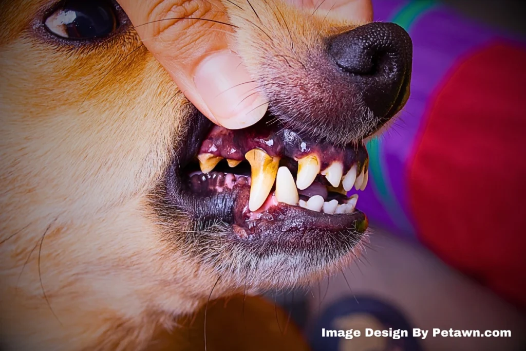 How Sanitary Is a Dogs Mouth? Truth About Bacteria Risks & Safe Hygiene