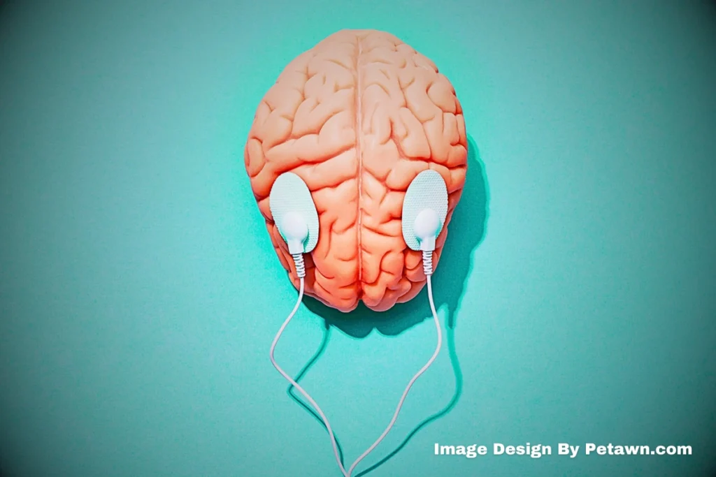 Mental Enrichment Stimulating the Mind