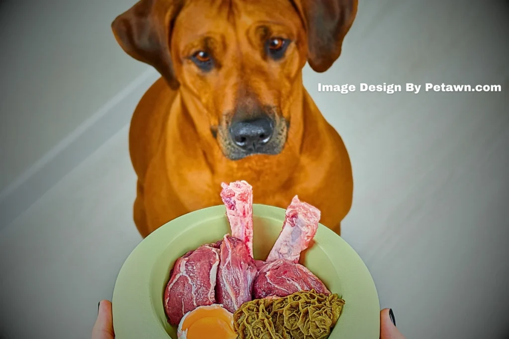 Moldy Food A Hidden Threat to Your Dog's Health