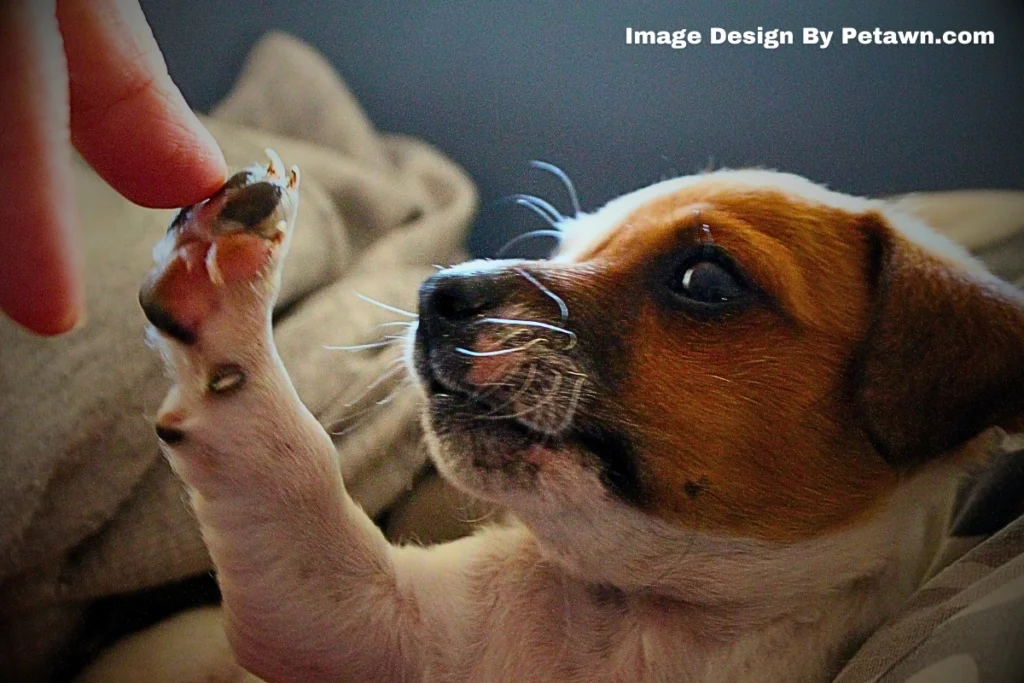 Recognizing Toxic Mold Exposure in Dogs