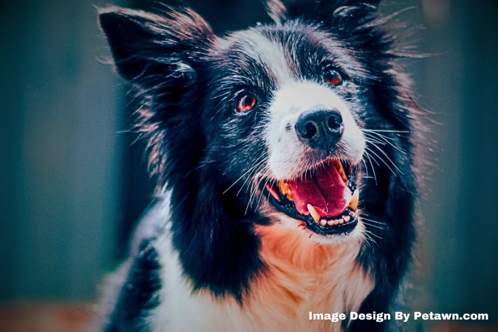Skin Irritations and Fur Loss