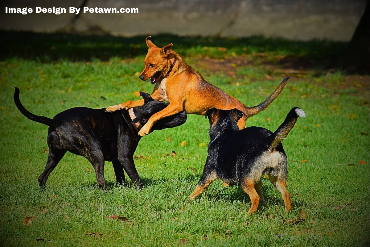Toxic Mold Symptoms in Dogs Warning Signs Treatment & Prevention