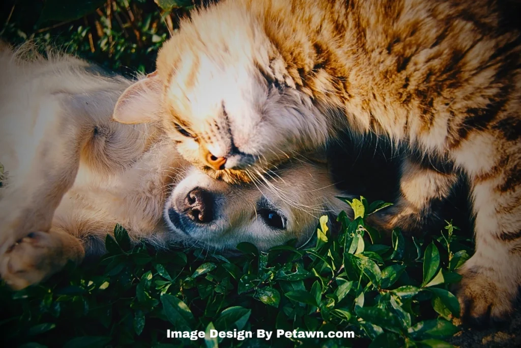 Treatment Options for Dogs Affected by Mold