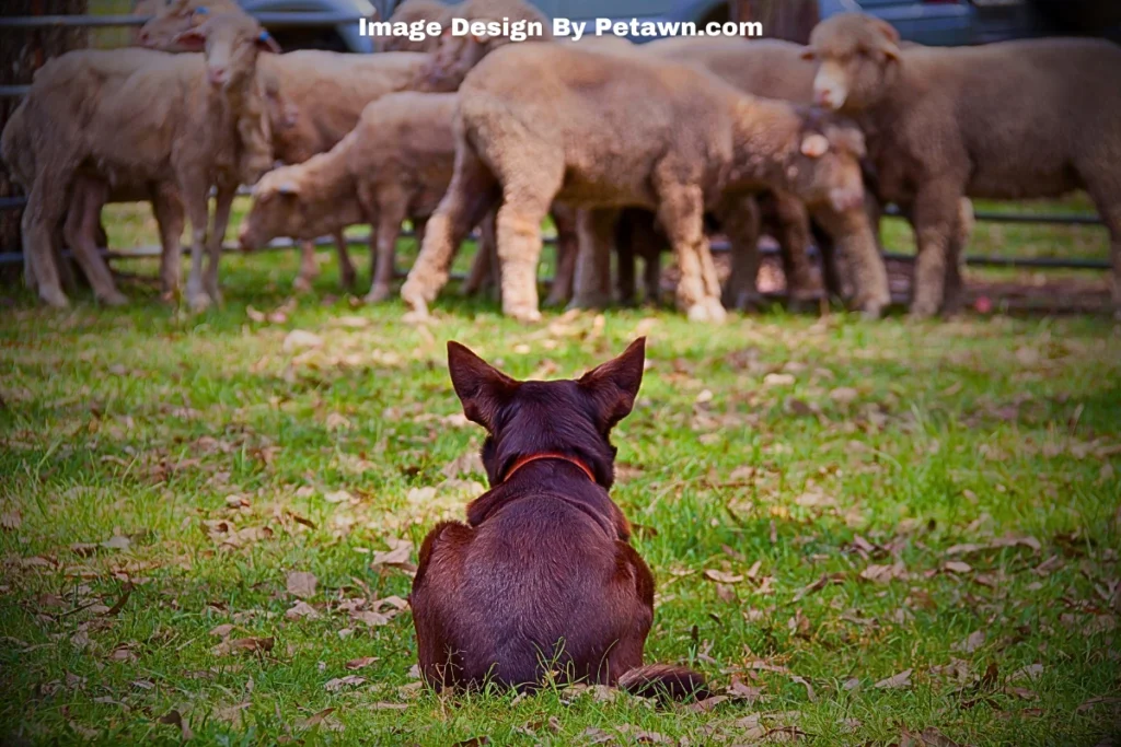 Understanding the Herding Dog's Mind and Body