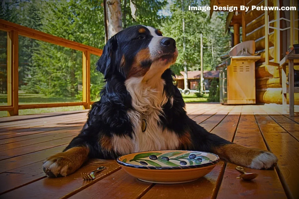 What to Do if Your Dog Eats a Silica Packet