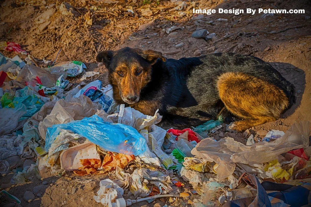 Why Does My Dog Eat Everything on the Ground? A Deep Dive Into Canine Scavenging Behaviour