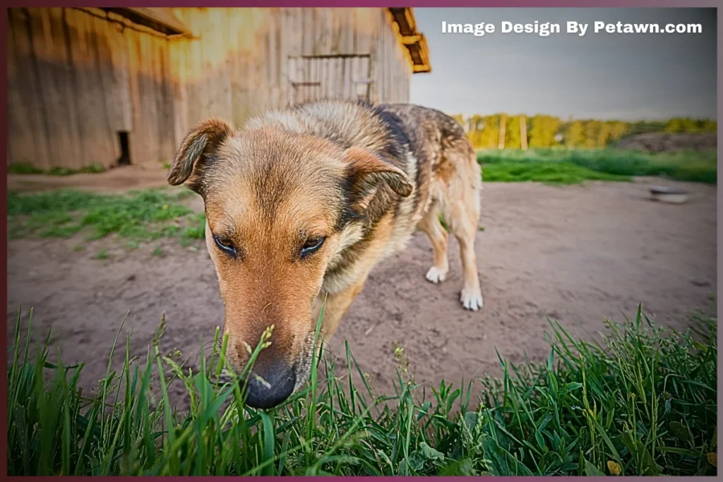 Why Is My Dog Eating Grass and Vomiting Foam? Vet Explains!