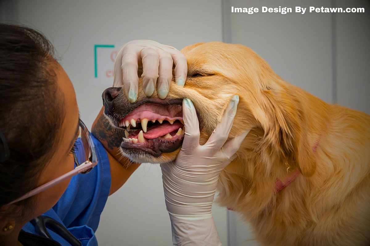 Can You Eat Hot Dogs After Wisdom Teeth Surgery