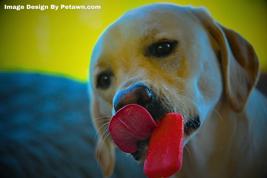 Immediate Actions What to Do If Your Dog Eats Maggots