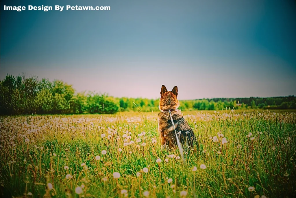 The Nutritional Benefits of Dandelion Leaves for Dogs