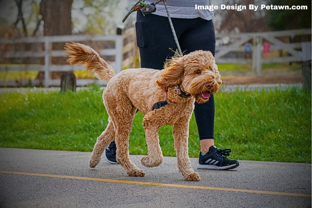 Understanding Maggots and Their Risks to Dogs
