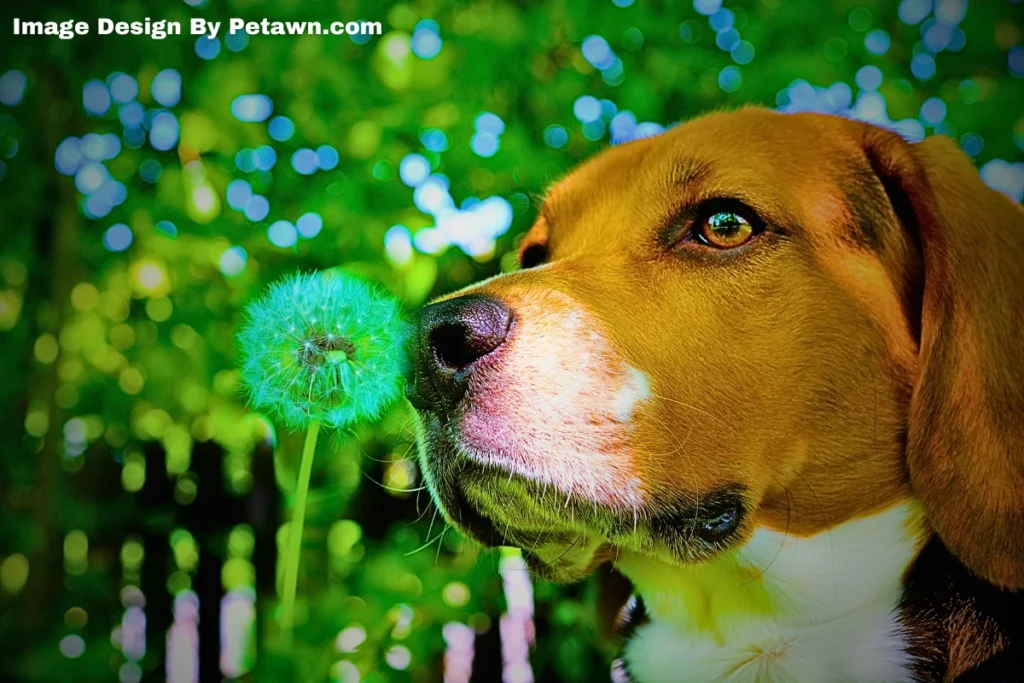 Understanding the Dandelion Plant