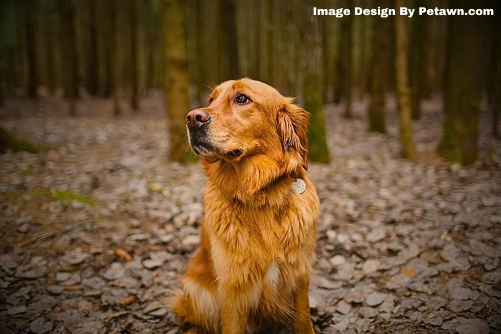 What Happens If a Dog Eats Maggots
