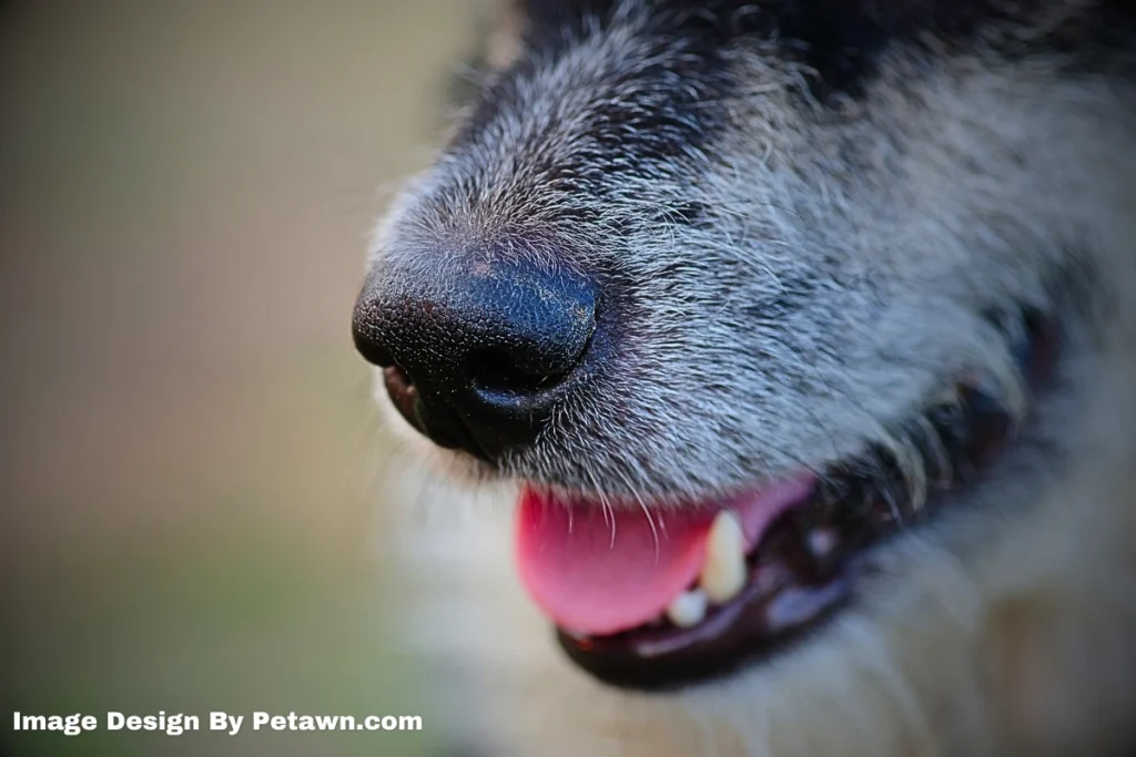 When Can I Eat a Hot Dog After Tooth Extraction?