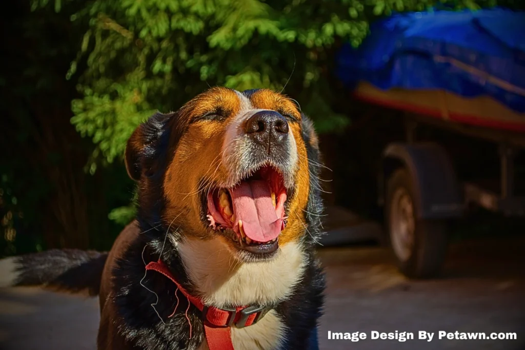 Why Is My Dog Eating Dandelion Leaves